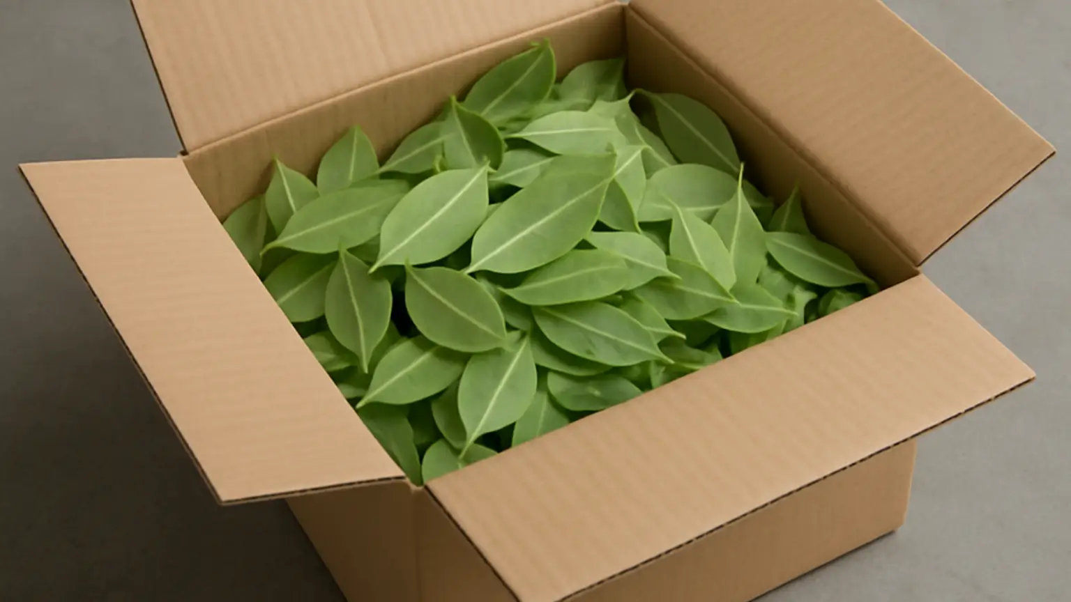 Logistica Green